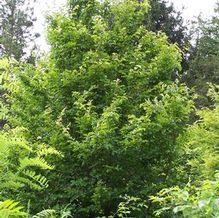 Parrotia persica Parrotia persica