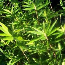 Pleioblastus pygmaeus 'Wooster's Dwarf' Pleioblastus pygmaeus 'Wooster's Dwarf'