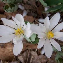 Sanguinaria canadensis ''Tennessee Form'' Sanguinaria canadensis ''Tennessee Form''