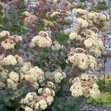 Sedum telephium subsp. ruprechtii 'Hab Gray' Sedum telephium subsp. ruprechtii 'Hab Gray'
