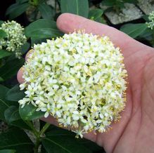 Skimmia japonica 'Wakehurst White' Skimmia japonica 'Wakehurst White'
