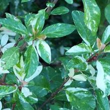 Stransvaesia davidii 'Palette' Stransvaesia davidii 'Palette'