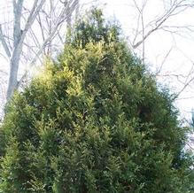 Thuja plicata 'Zebrina' Thuja plicata 'Zebrina'