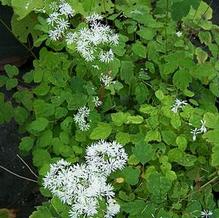 Thalictrum filamentosum var. tenereum 'Heronswood Form' Thalictrum filamentosum var. tenereum 'Heronswood Form'