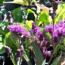 Vernonia missurica Vernonia missurica