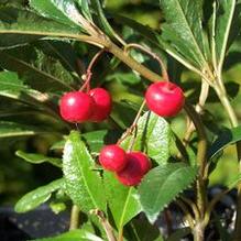 Ardisia japonica 'Chirimen' Ardisia japonica 'Chirimen'