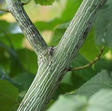 Acer tegmentosum 'Joe Witt' Acer tegmentosum 'Joe Witt'