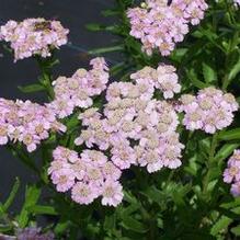 Achillea sibirica 'Kamtschaticum' Achillea sibirica 'Kamtschaticum'