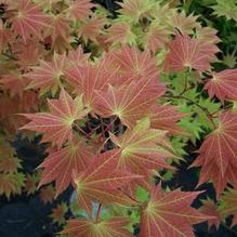 Acer shirasawanum 'Autumn Moon' Acer shirasawanum 'Autumn Moon'