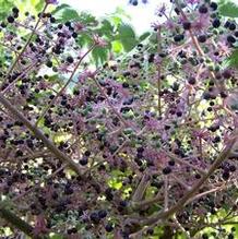 Aralia spinosa Aralia spinosa