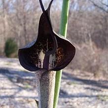 Arisaema thunbergii subsp. urashima Arisaema thunbergii subsp. urashima