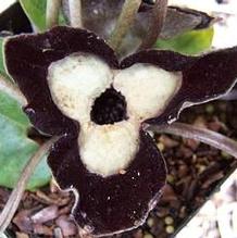Asarum maximum 'Ling Ling' Asarum maximum 'Ling Ling'