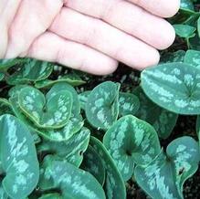 Asarum takaoi 'Galaxy' Asarum takaoi 'Galaxy'