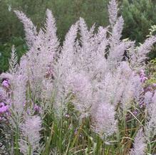 Achnatherum brachytricha Achnatherum brachytricha