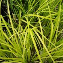 Acorus gramineus 'Cava' Acorus gramineus 'Cava'