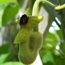 Aristolochia macrophylla Aristolochia macrophylla