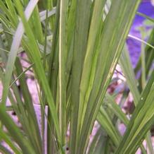 Acorus gramineus 'Kin Gin Chu Ya' Acorus gramineus 'Kin Gin Chu Ya'