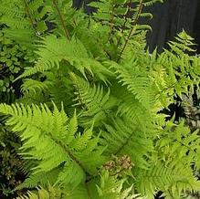 Athyrium filix-femina f. angustum 'Lady in Red' Athyrium filix-femina f. angustum 'Lady in Red'