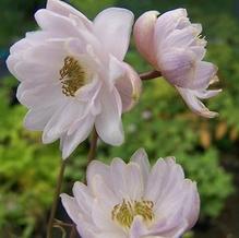 Anemonopsis macrophylla ''double-flowered form'' Anemonopsis macrophylla ''double-flowered form''