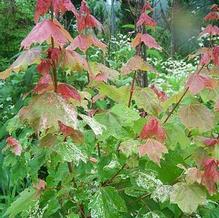 Acer rubrum 'Candy Ice' Acer rubrum 'Candy Ice'