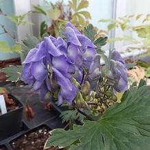 Aconitum japonicum Aconitum japonicum