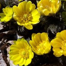 Adonis amurensis Adonis amurensis