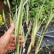 Acorus calamus 'Variegatus' Acorus calamus 'Variegatus'