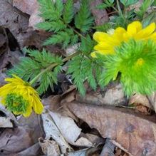Adonis amurensis 'Flore-plena' Adonis amurensis 'Flore-plena'