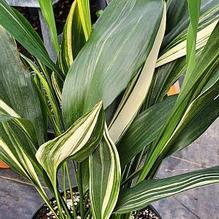 Aspidistra elatior 'Suisho' Aspidistra elatior 'Suisho'