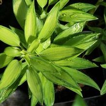 Alstroemeria x 'Indie Star' Alstroemeria x 'Indie Star'