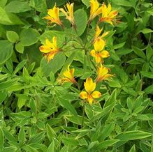 Alstroemeria x 'Sweet Laura Variegated' Alstroemeria x 'Sweet Laura Variegated'