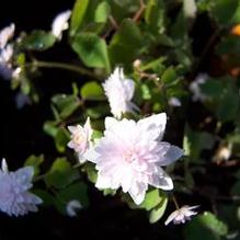Anemonella thalictroides 'Cameo' Anemonella thalictroides 'Cameo'