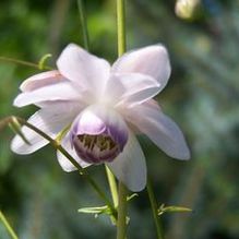 Anemonopsis macrophylla Anemonopsis macrophylla