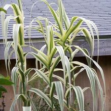 Arundo donax 'Variegata' Arundo donax 'Variegata'