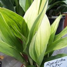 Aspidistra elatior 'Mangetsu' Aspidistra elatior 'Mangetsu'