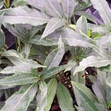 Aucuba japonica 'Salicifolia' Aucuba japonica 'Salicifolia'