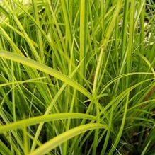 Acorus gramineus 'Ogon' Acorus gramineus 'Ogon'