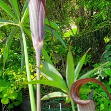 Arisaema consanguineum Arisaema consanguineum