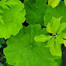 Astilboides tabularis Astilboides tabularis