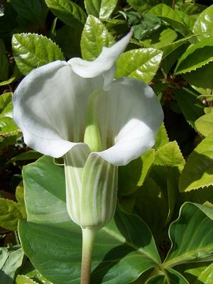 Arisaema candidissimum f. album - Jack-in-the-Pulpit from Quackin Grass Nursery Arisaema candidissimum f. album - Jack-in-the-Pulpit from Quackin Grass Nursery
