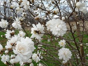Magnolia x loebneri 'Wild Cat' - Magnolia from Quackin Grass Nursery
