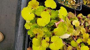 Saxifraga stolonifera 'Harvest Moon' - Strawberry Begonia from Quackin Grass Nursery Saxifraga stolonifera 'Harvest Moon' - Strawberry Begonia from Quackin Grass Nursery