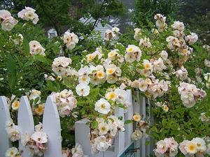 Rosa x 'Goldfinch' - Rose from Quackin Grass Nursery Rosa x 'Goldfinch' - Rose from Quackin Grass Nursery