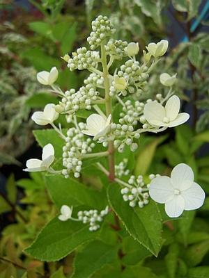 Hydrangea paniculata 'Pee Wee' - Panicle Hydrangea from Quackin Grass Nursery Hydrangea paniculata 'Pee Wee' - Panicle Hydrangea from Quackin Grass Nursery