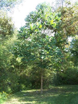 Magnolia macrophylla - Bigleaf Magnolia from Quackin Grass Nursery