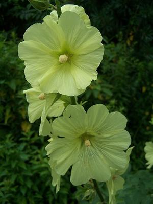 Alcea rugosa - Hollyhock from Quackin Grass Nursery Alcea rugosa - Hollyhock from Quackin Grass Nursery