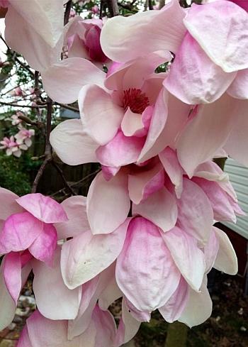 Magnolia x soulangeana 'Bauman's Pink' - Saucer Magnolia from Quackin Grass Nursery Magnolia x soulangeana 'Bauman's Pink' - Saucer Magnolia from Quackin Grass Nursery