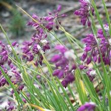 Allium cyatophorum subsp. farreri Allium cyatophorum subsp. farreri