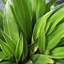 Aspidistra elatior 'To Ryu Mon' Aspidistra elatior 'To Ryu Mon'