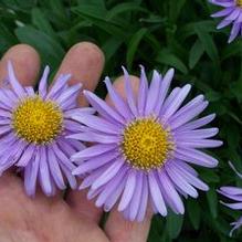 Aster himalaicus Aster himalaicus